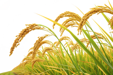 ripe paddy isolated on white background