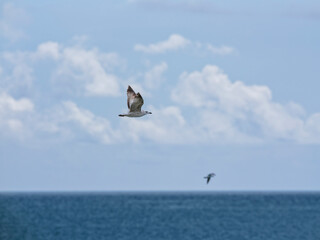 beautiful seagulls flying in the sky