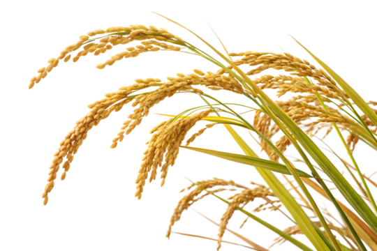 ripe paddy isolated on white background