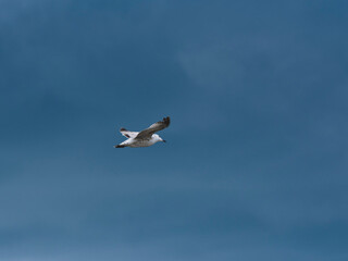 seagull flying beautiful blue sky