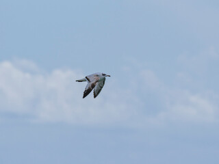 a beautiful seagull flying in the sky