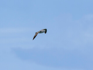 seagull flying beautiful blue sky
