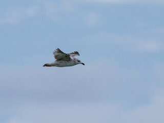 a beautiful seagull flying in the sky