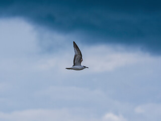 a beautiful seagull flying in the sky