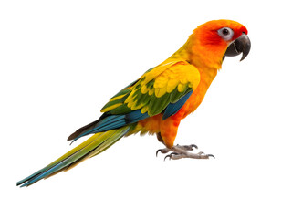 The parrot