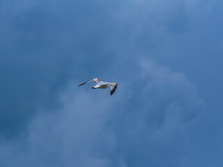 seagull flying beautiful blue sky