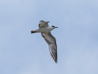 a beautiful seagull flying in the sky