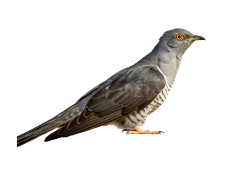 The cuckoo isolated 