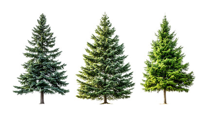 Obraz premium Green Fir Trees Against Transparent Background