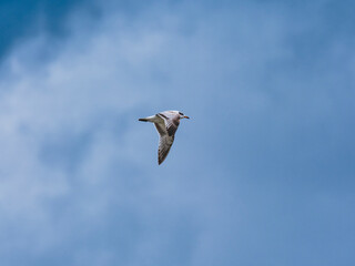 seagull flying beautiful blue sky