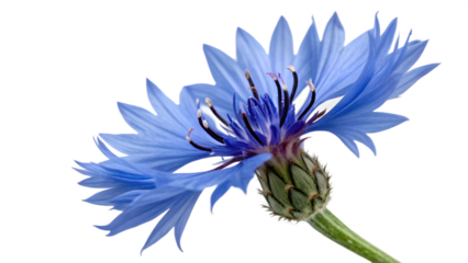Sharp Blue Cornflower with Thin Pointed Petals on Transparent Background. Perfect for: Summer festivals, Rustic weddings, Countryside themes, Educational posters
