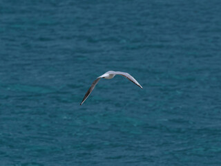 seagull flying over the sea