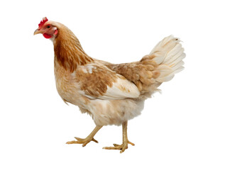 The chicken on white background