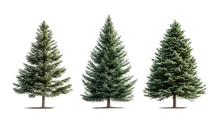 Obraz premium Green Fir Trees Against Transparent Background