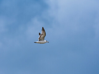 seagull flying beautiful blue sky