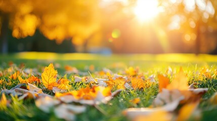 A sunlit scene of autumn leaves scattered on grass, capturing the essence of the season.