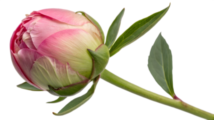 Premium Closed Peony Bud with Tightly Wrapped Petals on Transparent Background. Perfect for: Spring-themed visuals, Wedding florals, Nature collections, Botanical illustrations
