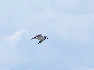 a beautiful seagull flying in the sky