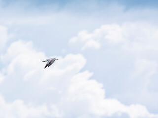 a beautiful seagull flying in the sky