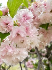 Cherry blossom in Japan