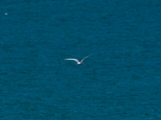 seagull flying over the sea