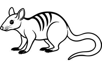 Quoll Outline Vector