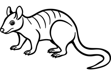 Quoll Outline Vector
