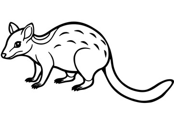 Quoll Outline Vector