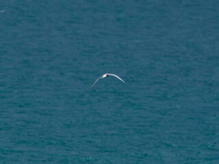 seagull flying over the sea