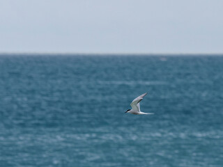 seagull flying over the sea