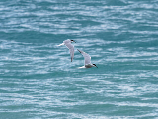 seagull flying over the sea