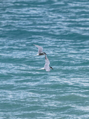 seagull flying over the sea