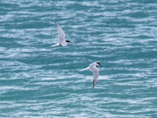 seagull flying over the sea