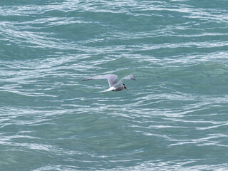 Naklejka premium seagull flying over the sea