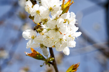 Honey bee collects pollen from cherry blossoms during cherry blossom season. Close-up