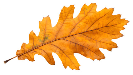 Fototapeta premium Vibrant Golden Oak Leaf in Peak Autumn Color with Exceptional Detail on Transparent Background. Perfect for: Autumn weddings, Thanksgiving, Seasonal branding, Nature decor