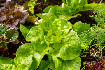Various plants in a raised bed. Lettuce (Lactuca sativa) growing next to beetroot (Beta vulgatis) and dill (Anethum graveolens).