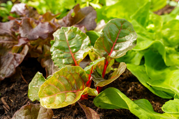 Various plants in a raised bed. Beetroot (Beta vulgaris) grows next to lettuce (Lactuca sativa)