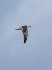 a beautiful seagull flying in the sky
