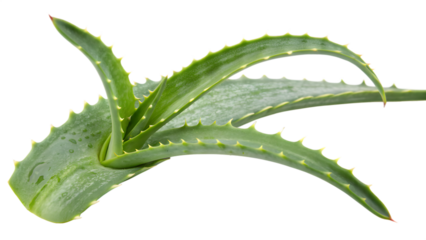 Premium Green Succulent Leaf with Waxy Surface and Precision Detail on Transparent Background. Perfect for: Wellness branding, Succulent care guides, Minimalist decor, Spa themes