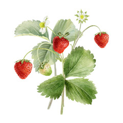 Garden Strawberry bush with fruits, leaves and flowers. Watercolor illustration of Red berries on stalk. Isolated hand drawn botanical summer print for package, cosmetic, cards, farming, poster