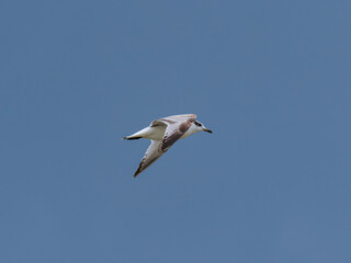 seagull flying beautiful blue sky