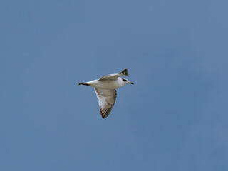 seagull flying beautiful blue sky