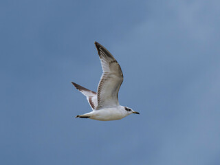 seagull flying beautiful blue sky