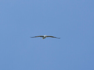 seagull flying beautiful blue sky