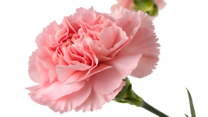 Exquisite Pink Carnation with Intricately Layered Petals on Transparent Background. Perfect for: Mother's Day, Teacher Appreciation Week, Romantic Occasions