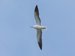a beautiful seagull flying in the sky