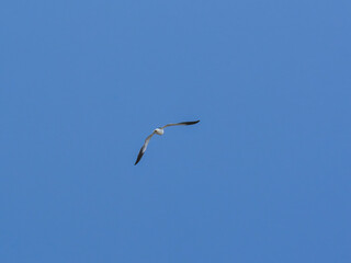 seagull flying beautiful blue sky