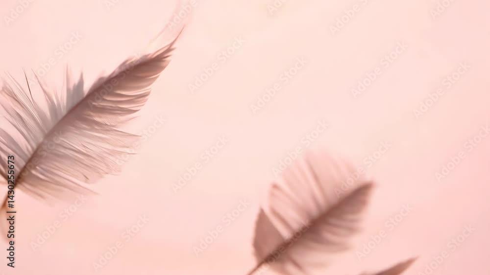 Poster a feather is shown in the image. it is white and has a pink background. the feather is the main focu