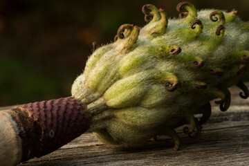Macro image of a Magnolia seed pod lying on a garden table.